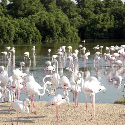 Ras Al Khor Wildlife Sanctuary